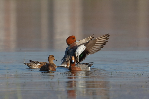Altogether, the Eurasian teal is much less common than its American counterpart, though still very plentiful. Its numbers are mainly assessed by counts of wintering birds; some 750,000 are recorded annually around the Mediterranean and Black Seas, 250,000 in temperate western Europe, and more than 110,000 in Japan. In 1990 and 1991,