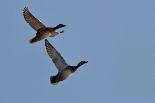 This dabbling duck is highly gregarious outside of the breeding season and will form large flocks. In flight, the fast, twisting flocks resemble waders; despite its short legs, it is also rather nimble on the ground by ducks' standards. In the breeding season, it is a common inhabitant of sheltered freshwater wetlands with some tall vegetation, such as taiga bogs or small lakes and ponds with extensive reedbeds