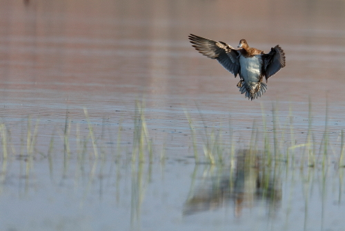 The Indian spot-billed duck (Anas poecilorhyncha) is a species of large dabbling duck that is a non-migratory breeding duck throughout freshwater wetlands in the Indian subcontinent.