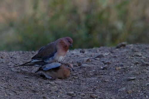 The laughing dove is a long-tailed, slim pigeon, typically 25 cm (9.8 in) in length. It is pinkish brown on the underside with a lilac tinged head and neck. The head and underparts are pinkish, shading to buff on the lower abdomen. A chequered rufous and grey patch is found on the sides of the neck of adults and is made up of split feathers. The upper parts are brownish with a bluish-grey band along the wing.