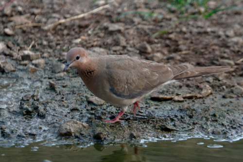 It is a common and widespread species in scrub, dry farmland, and in areas of human habitation, often becoming very tame. Its range includes much of Sub-Saharan Africa, Saudi Arabia, Iran, Iraq, Afghanistan, Pakistan, and India.