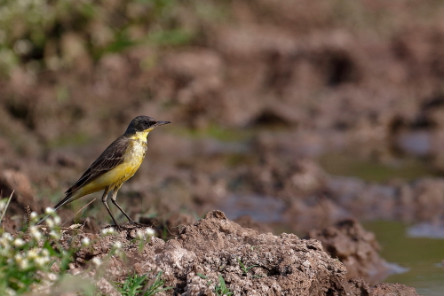 It is a slender 15–16 cm long bird, with the characteristic long, constantly wagging tail of its genus. It is the shortest tailed of the European wagtails. The breeding adult male is basically olive above and yellow below. In other plumages, particularly in juveniles, the yellow may be diluted to whitish. The heads of breeding males come in a variety of colours and patterns depending on subspecies.