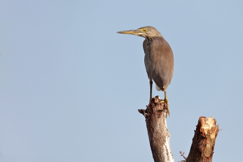 With its specific habitat requirements and the general reduction in wetlands across its range, the population is thought to be in decline globally. However the decline is slow, and the International Union for Conservation of Nature has assessed its overall conservation status as being of "least concern". Nevertheless, some local populations are at risk and the population of the southern race has declined more dramatically and is cause for concern. In the United Kingdom it is one of the most threatened of all bird species